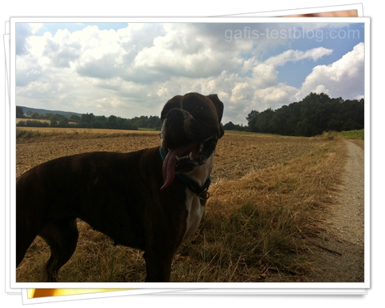 Boxer Amy beim Spaziergang