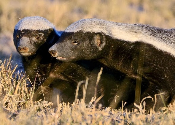 Wolverine vs. Honey Badger: Who Would Win? | U News