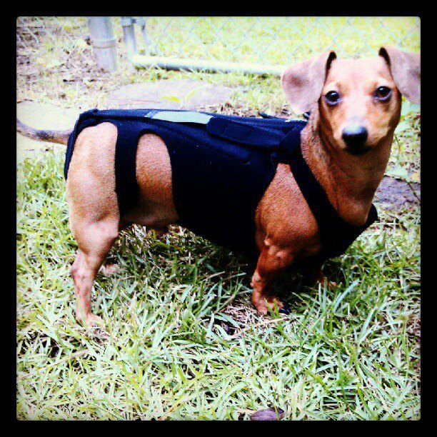 The OnLine Buzzletter For Dachshund and other dog Parents A Back Bracer