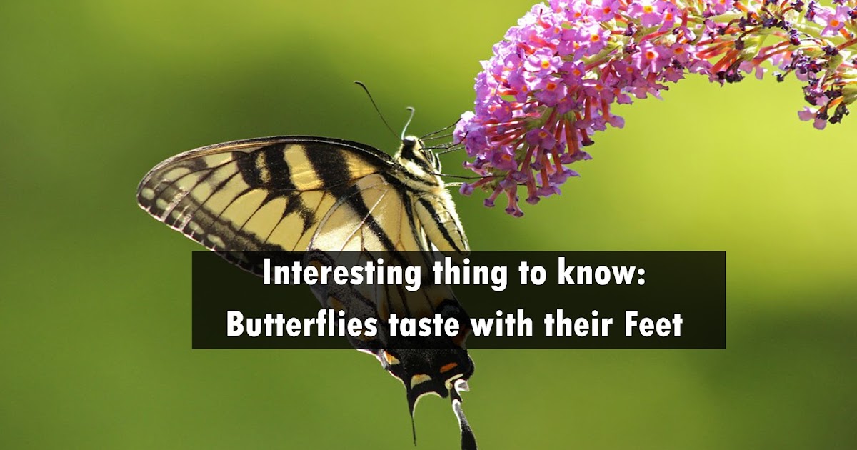 Biotechnology News Updates Fact Butterflies taste with their Feet