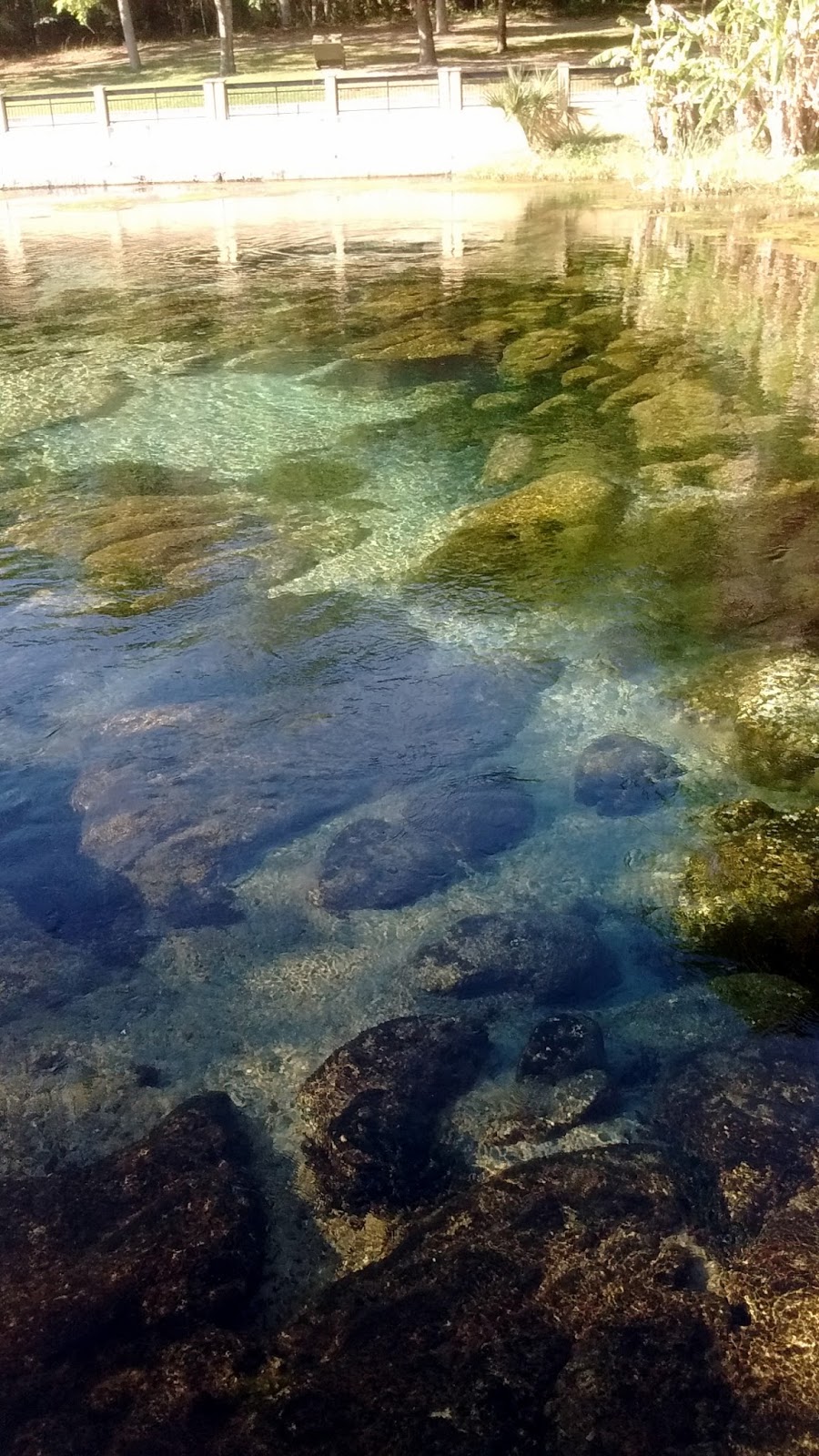 Things I Never Learned From My Mom Exploring Florida Salt Springs