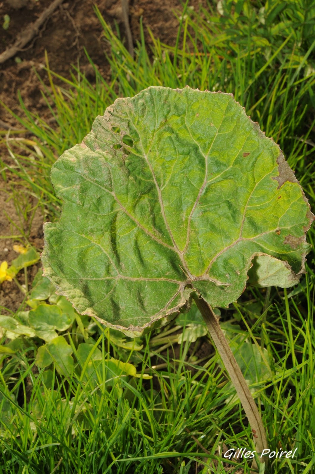 jura-une-terre-des-hommes-le-p-tasite-officinal-petasites-hybridus