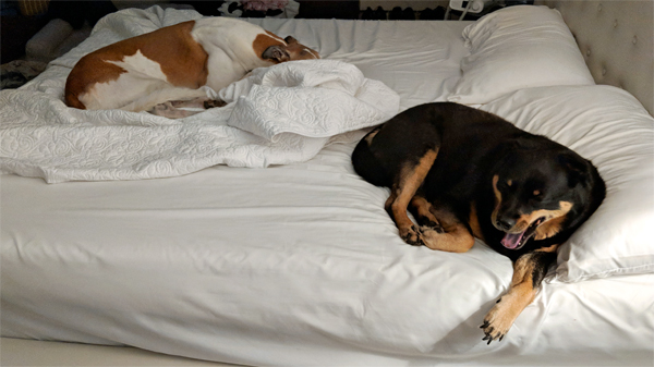 image of Dudley the Greyhound and Zelda the Black and Tan Mutt lying in our bed; Dudley is hiding his face and Zelda is yawning