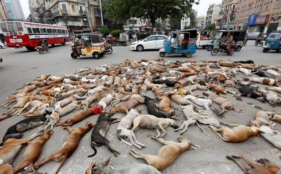 1 Photos: Hundreds of stray dogs poisoned in Pakistan