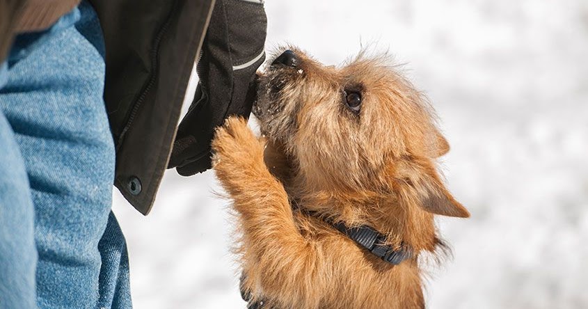 Love pet Club: What Are Dogs and Why Do They Behave That Way?