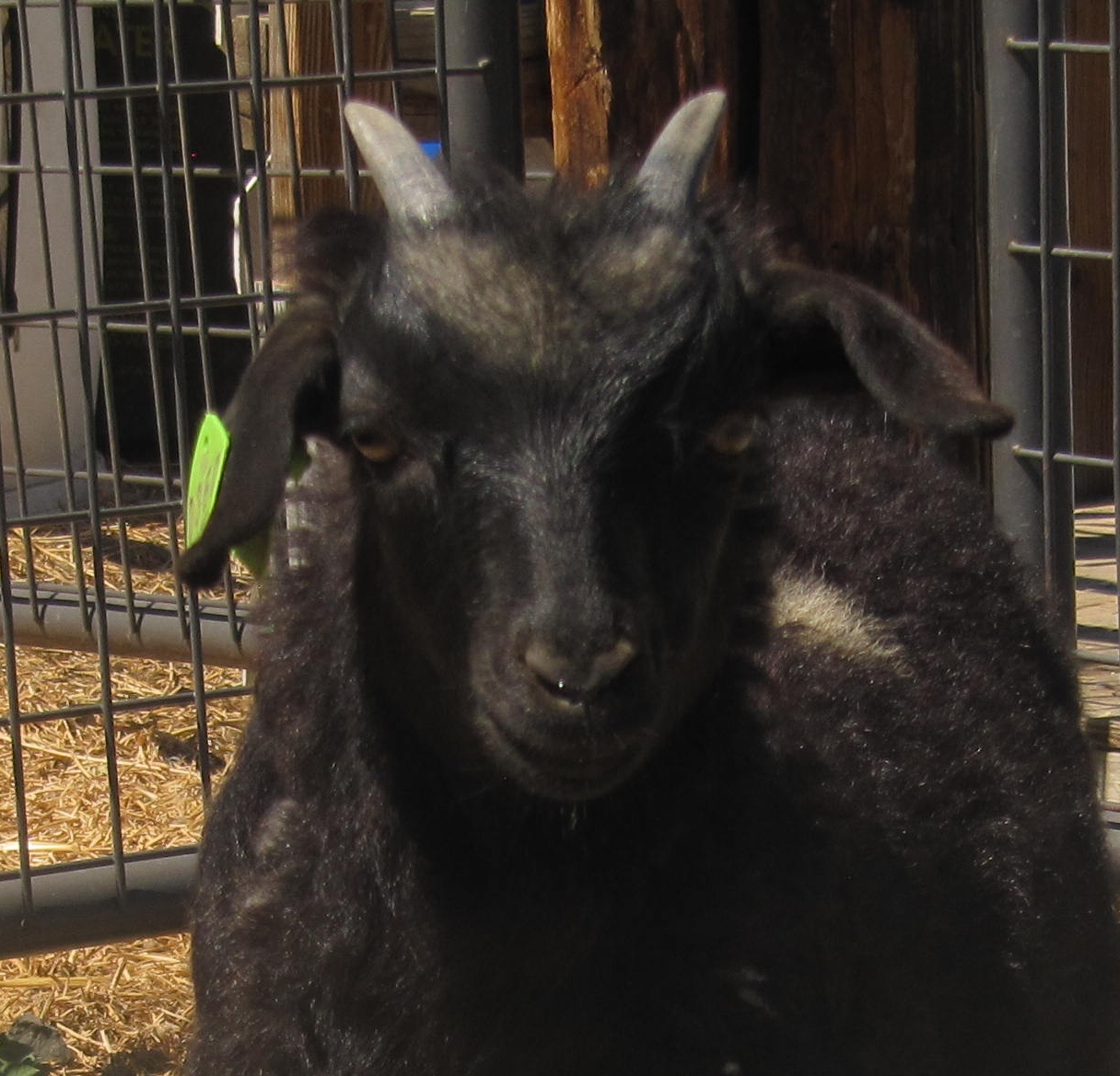 LIBERTY FARM CASHMERE GOATS CASHMERE GOATS FOR SALE