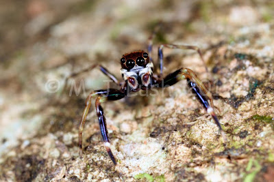 Jumping spider Salticidae at Jindalba, Queensland