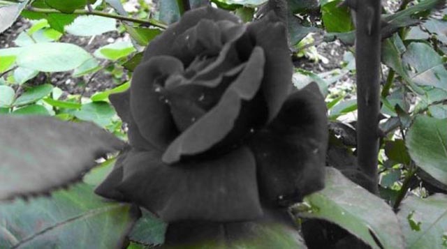 La Rosa Negra de Halfeti, Turquía