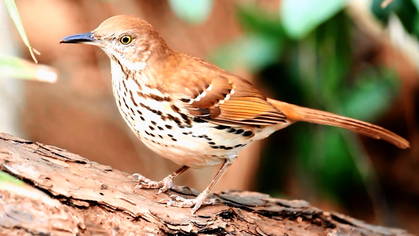 Backyard Birding....and Nature Brown Thrasher Up Close and Natural