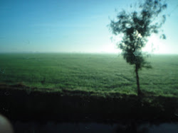 blurry trees wallpapers background flowers computer wallpapersafari