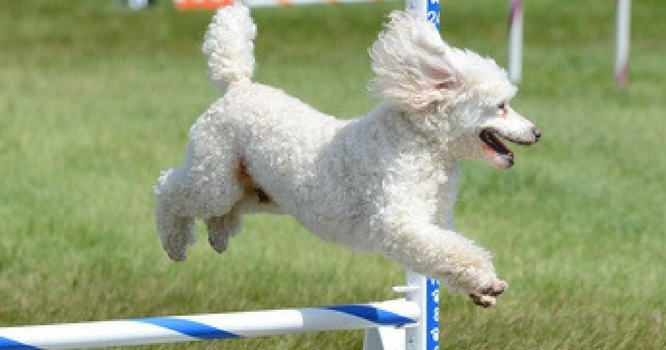 Keeping Your Poodle Clean And Attractive We Love Pets