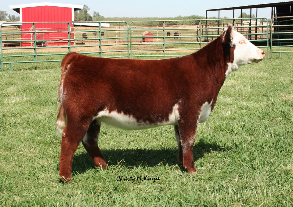 Lautner Farms Colby Cozzitorto Indian Outlaw Heifer Sells October 13
