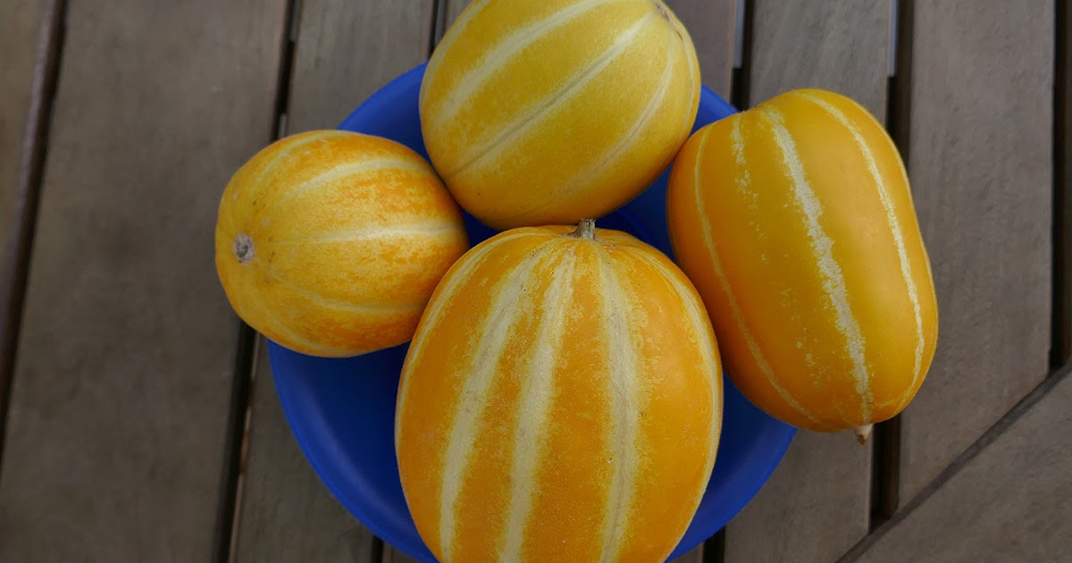 Gartenzone: Melonen: Koreanische Chamoe-Melonen
