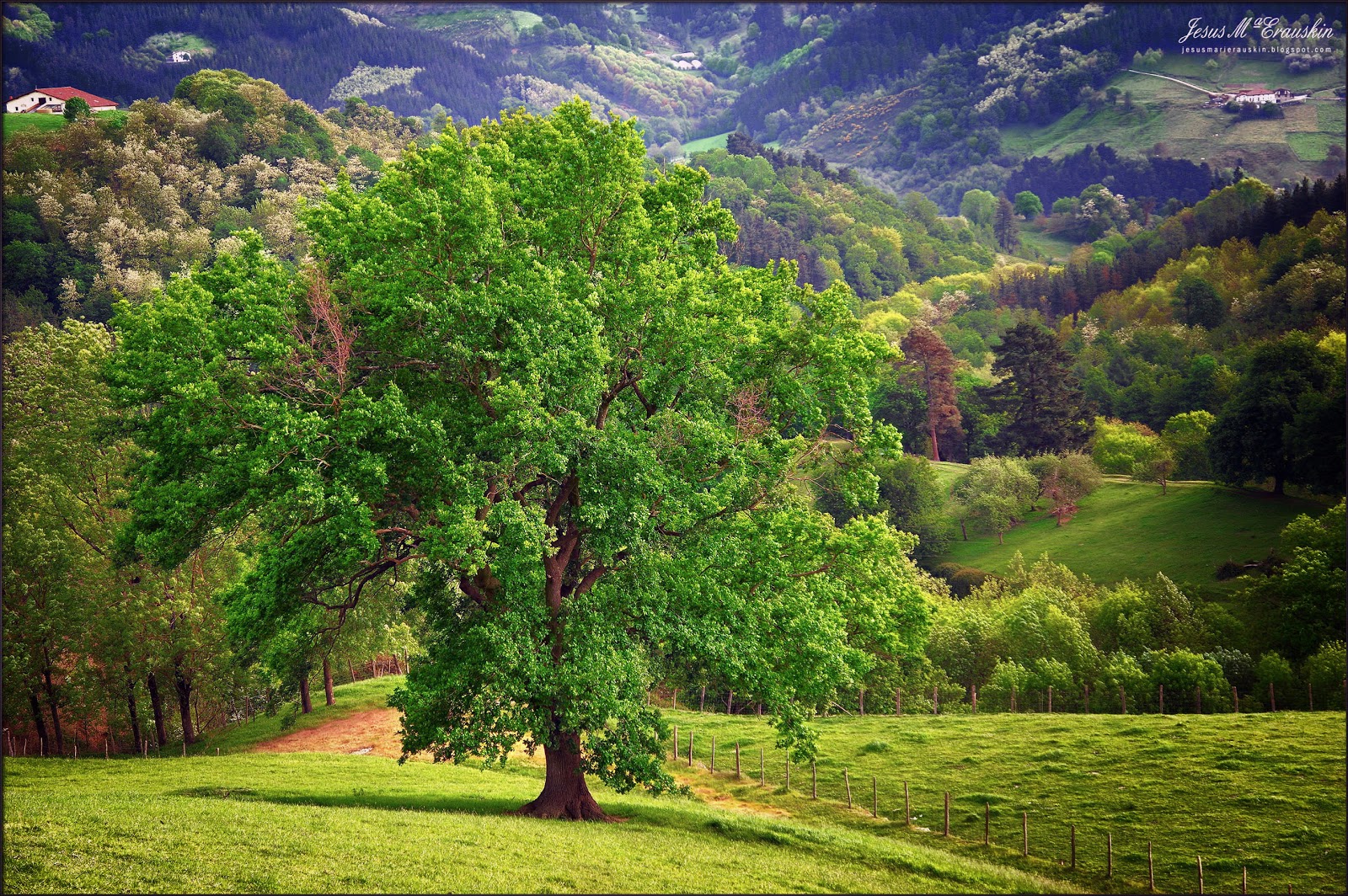 Banco de imágenes gratis: 20 fotos de animales, flores, paisajes, aves Blog de Jesus Mari Erauskin: Fotografías publicadas en el mes de noviembre.