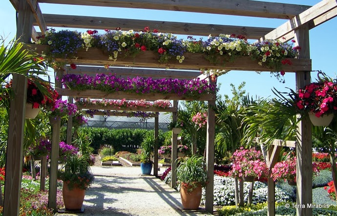 Dosis Arquitectura: Excepcionales ideas para el patio trasero de su casa.