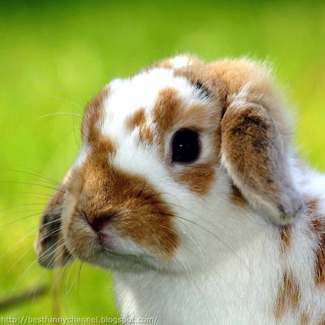 Beautiful bunny.