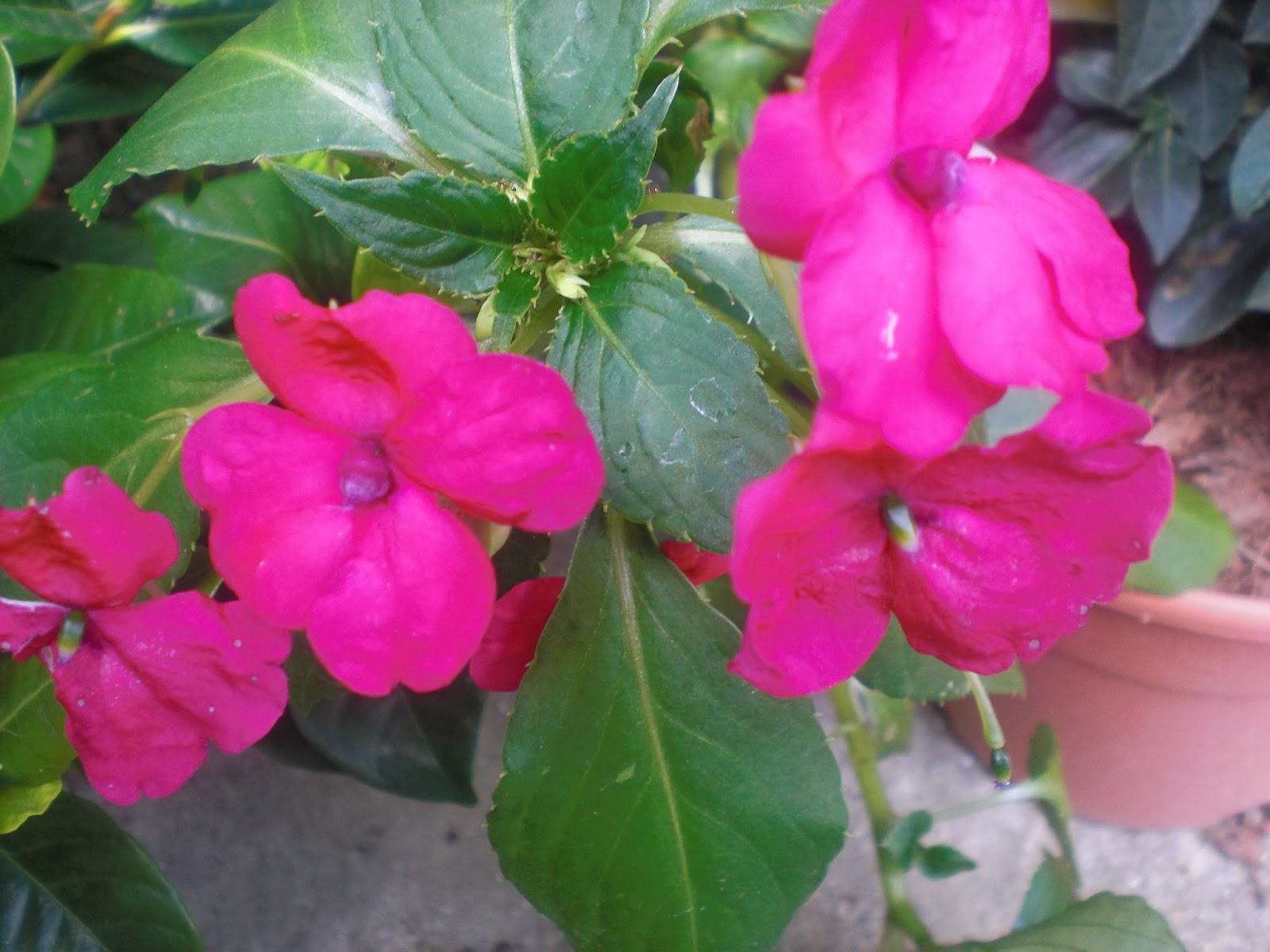 Semi Di Impatiens Batlle 'Gioia Della Casa' | Per Balconi E Giardini | Fioritura Estiva E Autunnale - Foto 3
