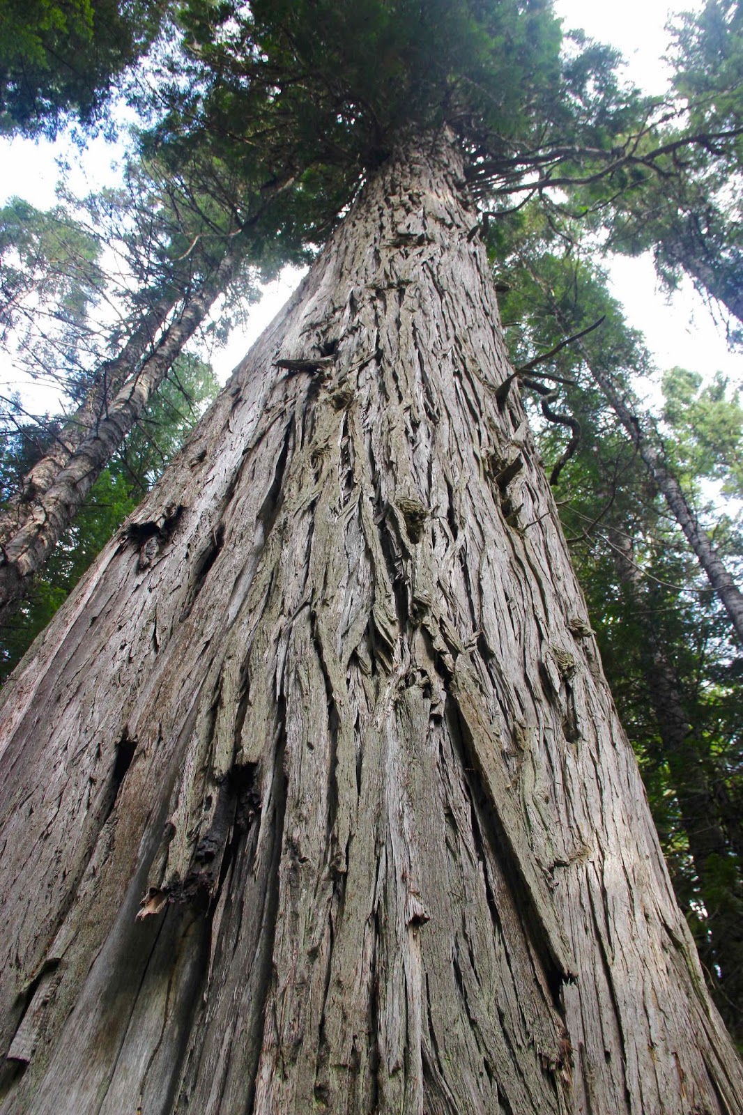 In the Company of Plants and Rocks Treephotography, in lieu of Tree