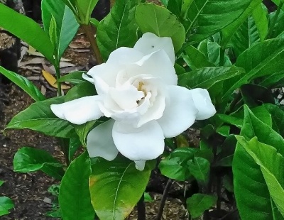 Gardenia adalah bunga berbau lilin yang berasal dari daerah tropis