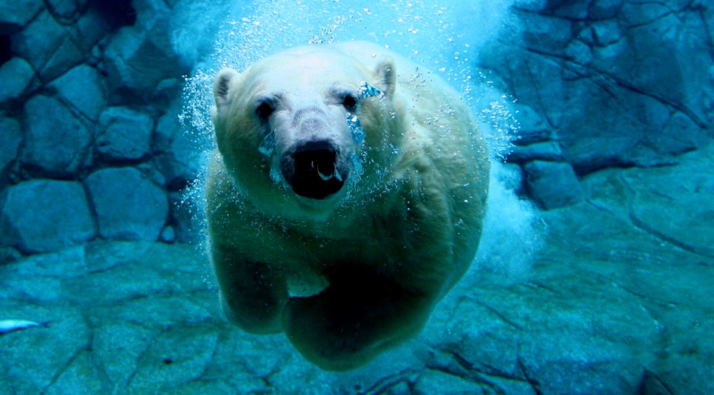 Swimming Polar Bear Animal Wallpapers Hd