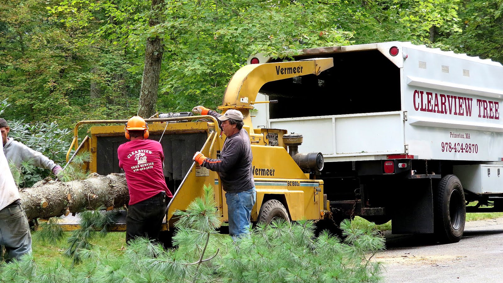 MA arborist Cheshire cutting trees,