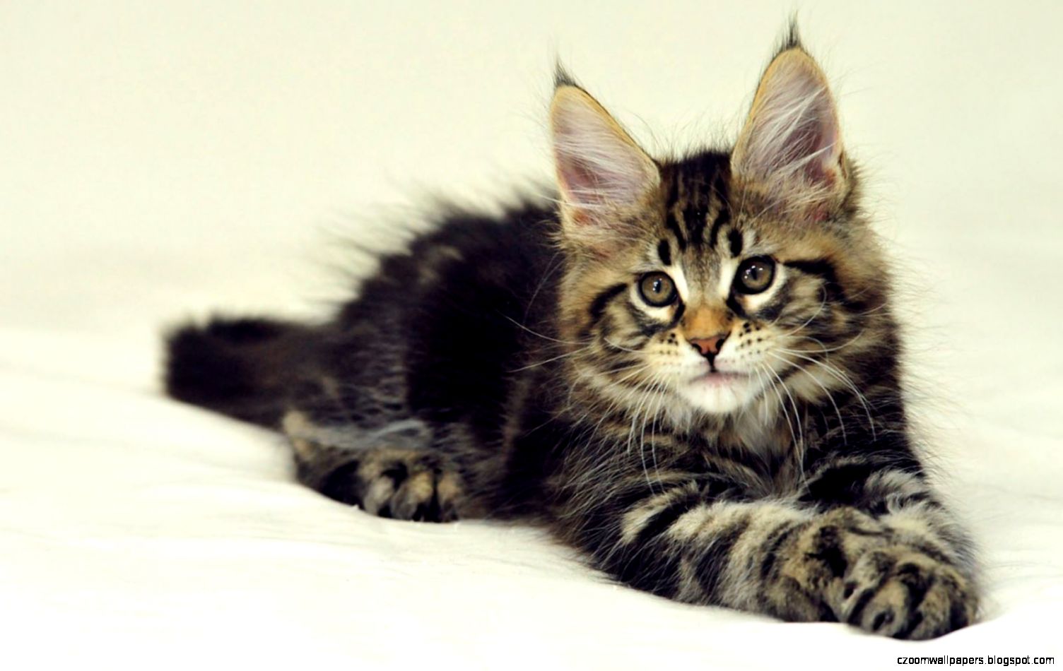 Awesome Hd Wallpapers Of Maine Coon Cat In Grass