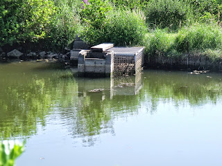 Wasserstand am Weiher (c) by Joachim Wenk Wasserstand am Weiher (c) by Joachim Wenk