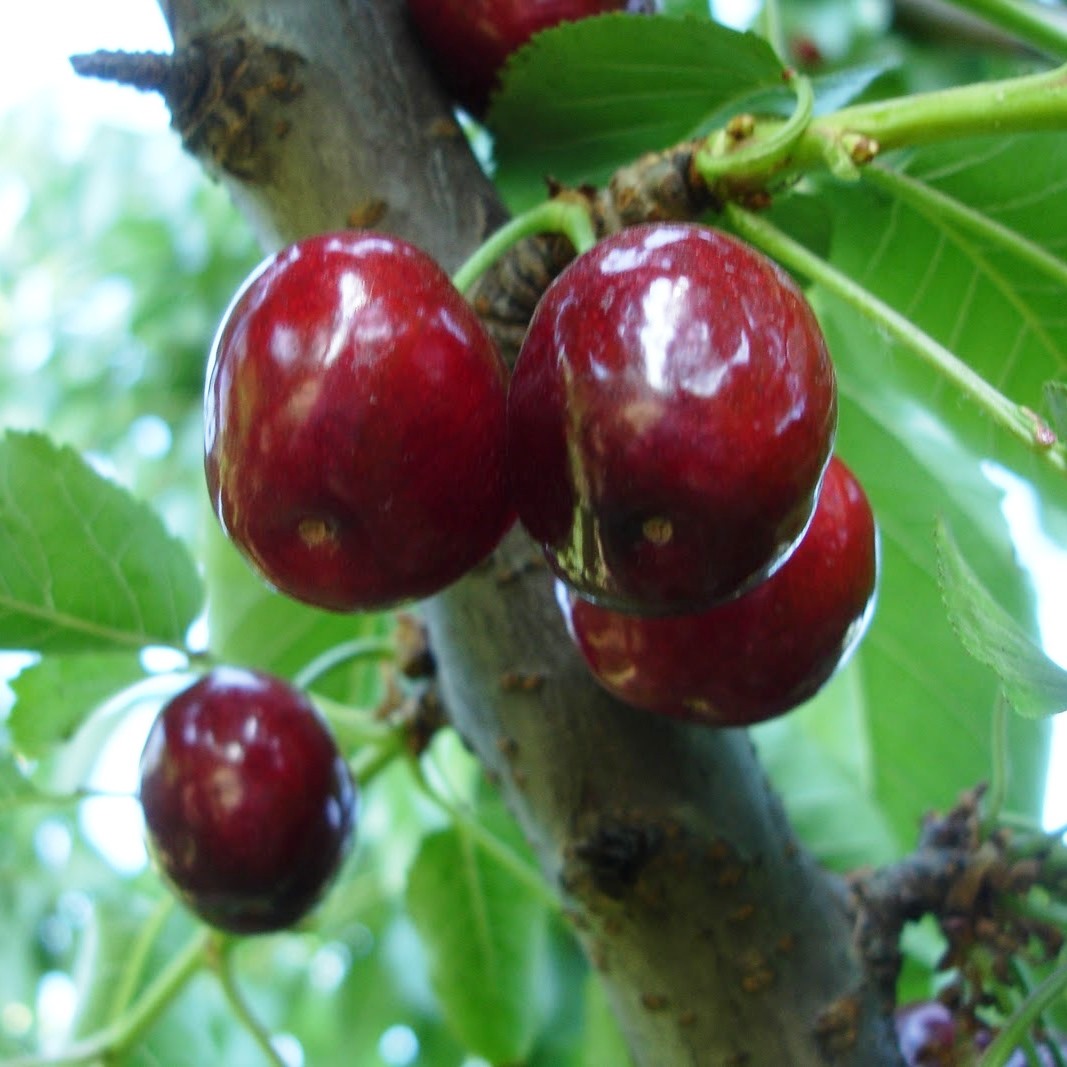 черешня поспела. ягода похожая на вишню и черешню. войлочная вишня прунус томентоза. дерево с ягодами похожими на вишню. похожие на вишню.