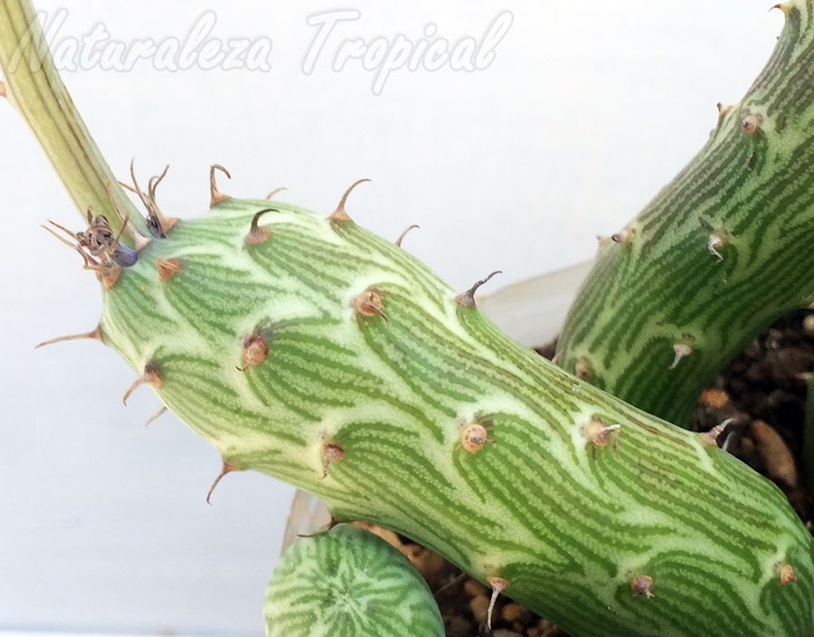 Detalle de un tallo de la planta suculenta Kleinia pendula