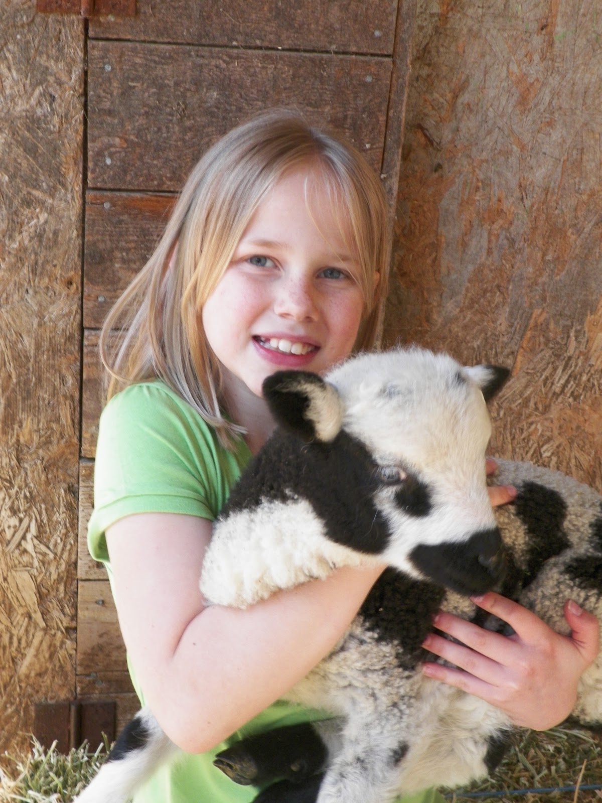 Unbelievable Differences Between Lambs And Goats! - ovx23rn