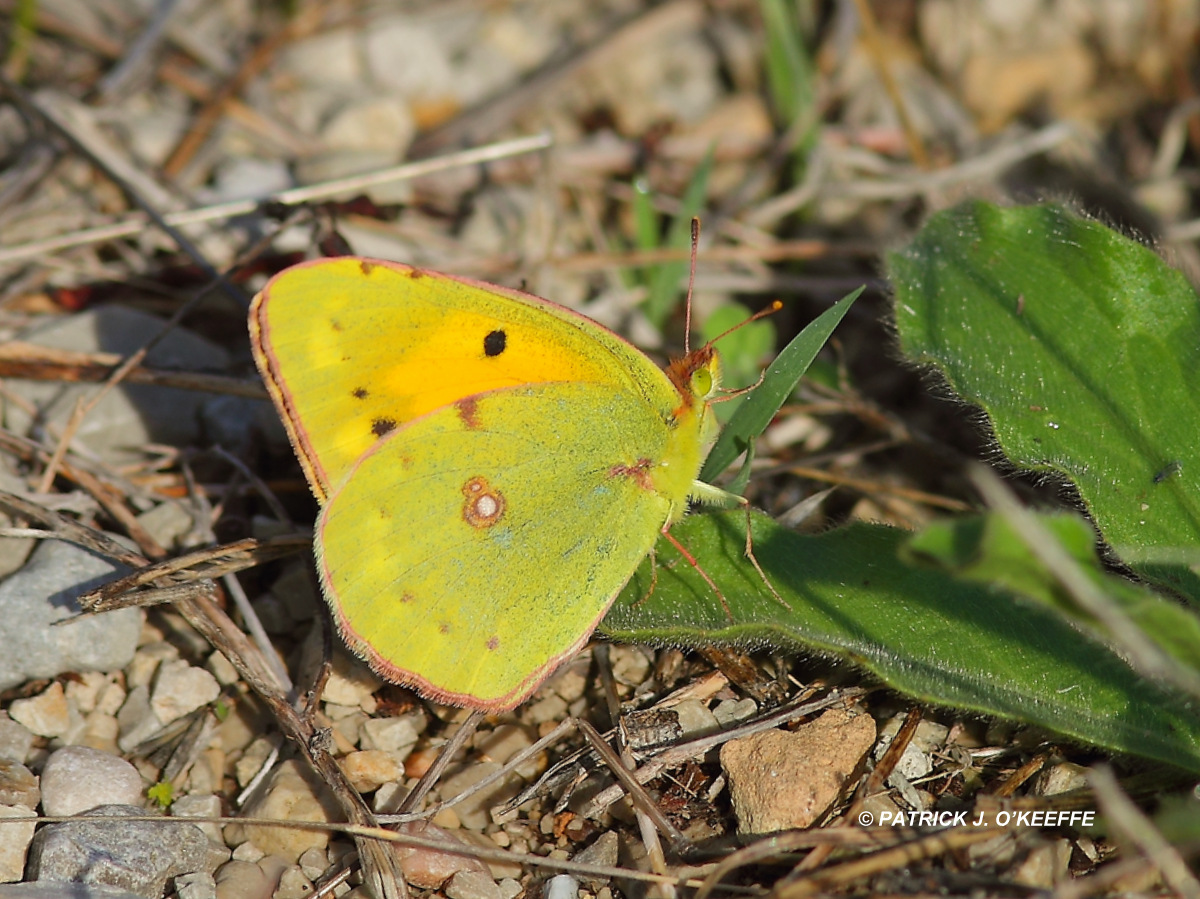 Raw Birds: Butterflies of Spain