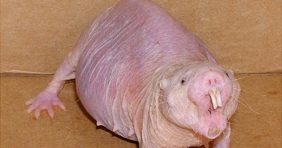 Bizarre Creature of the Day Creature 45 Heterocephalus glaber