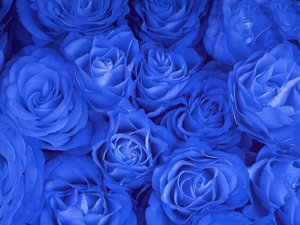 http://3.bp.blogspot.com/-AiJkGWckmhA/Tg3oNdYzyaI/AAAAAAAAA7I/wLRve-dx5VU/s1600/blue-roses_1024x768_15879.jpg