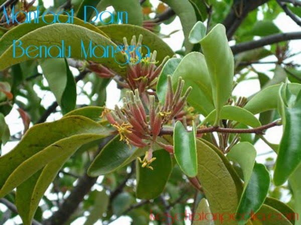 Manfaat Daun Benalu Mangga bagi Kesehatan - kesehatanpedia