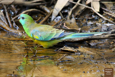 Red rumped parrot