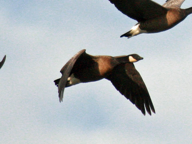 Figure 17: Cackling Goose flight pose 4. Beginning to raise wing. Bent wrist, primaries open to reduce total air resistance of the wing.