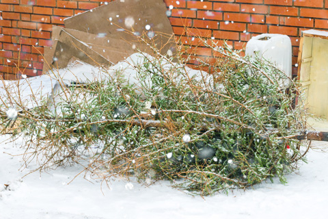 Christmas tree disposal Alpharetta Ga