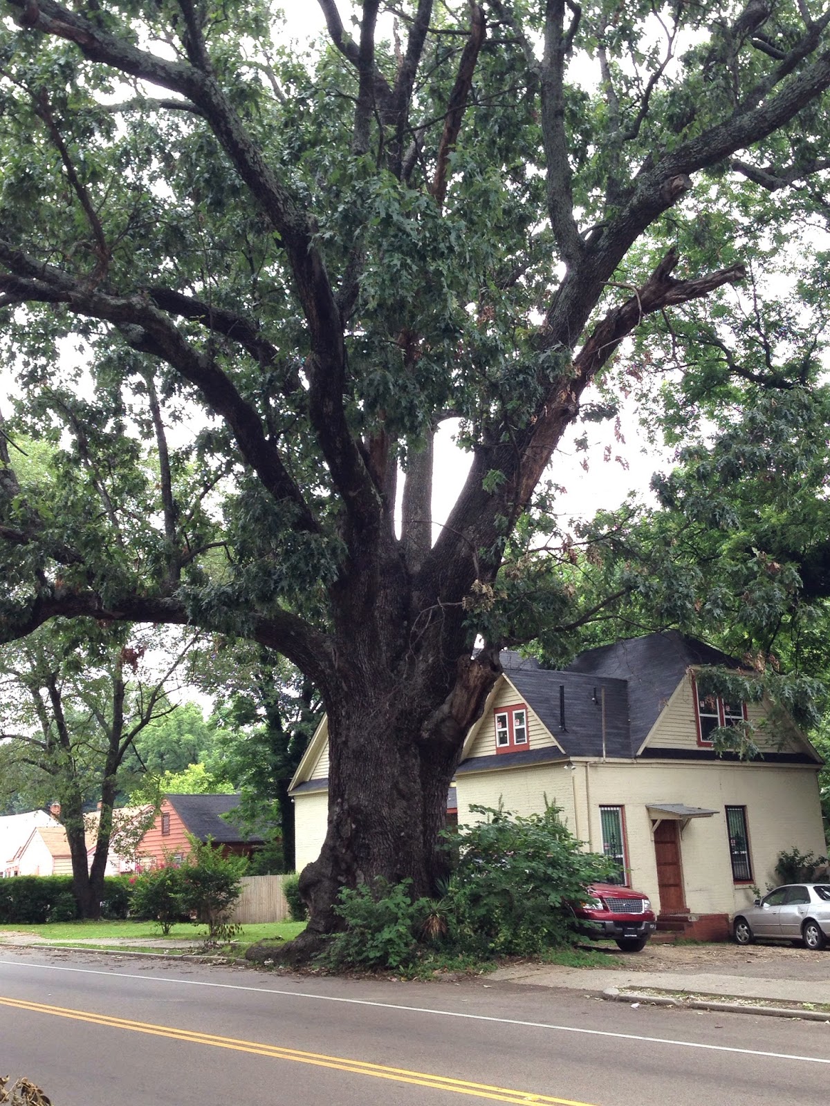 Memphis Trees Coping with oaks