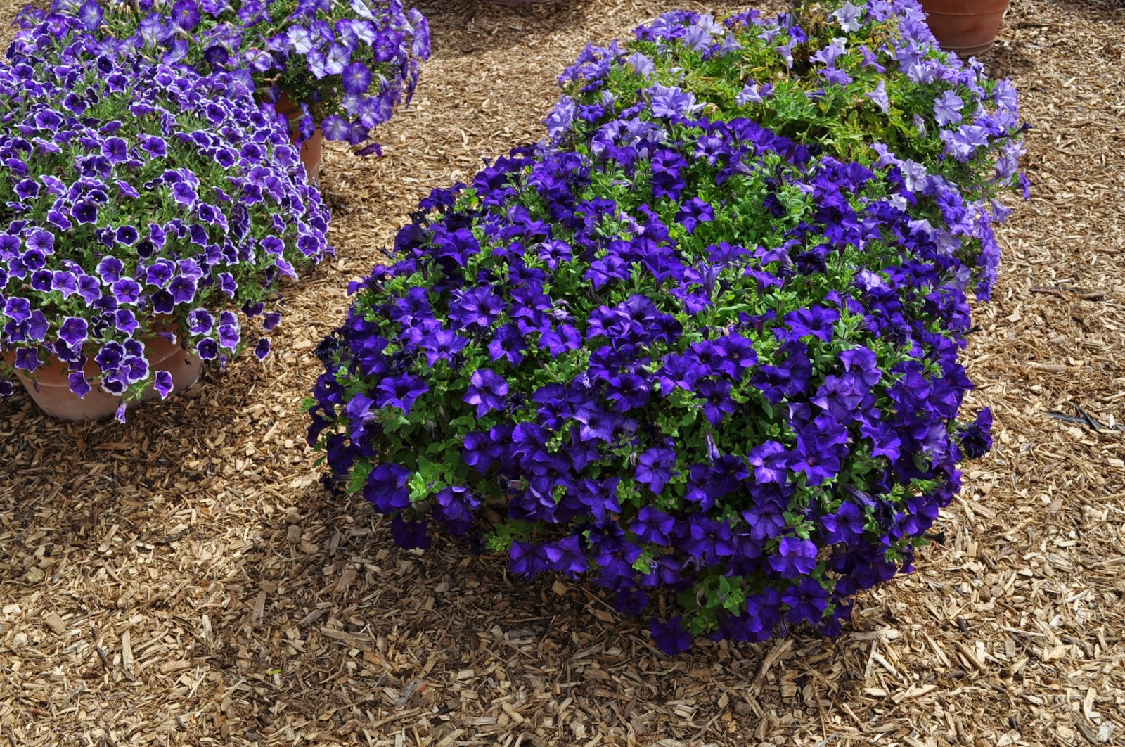 COHorts CSU Announces “Best Of” Winners from 2013 Annual Flower Trials