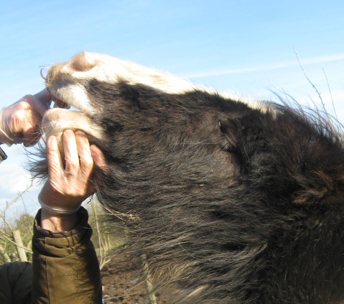 Adversity a Pony's Tale Tapeworms in horses Autumn time