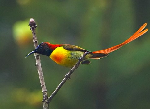Mengetahui Lebih Dekat Burung Kolibri Ekor Api Di Habitat Aslinya