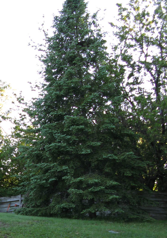 Sara's Garden Update