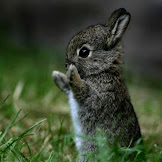 Cute Baby Bunny Wallpapers
