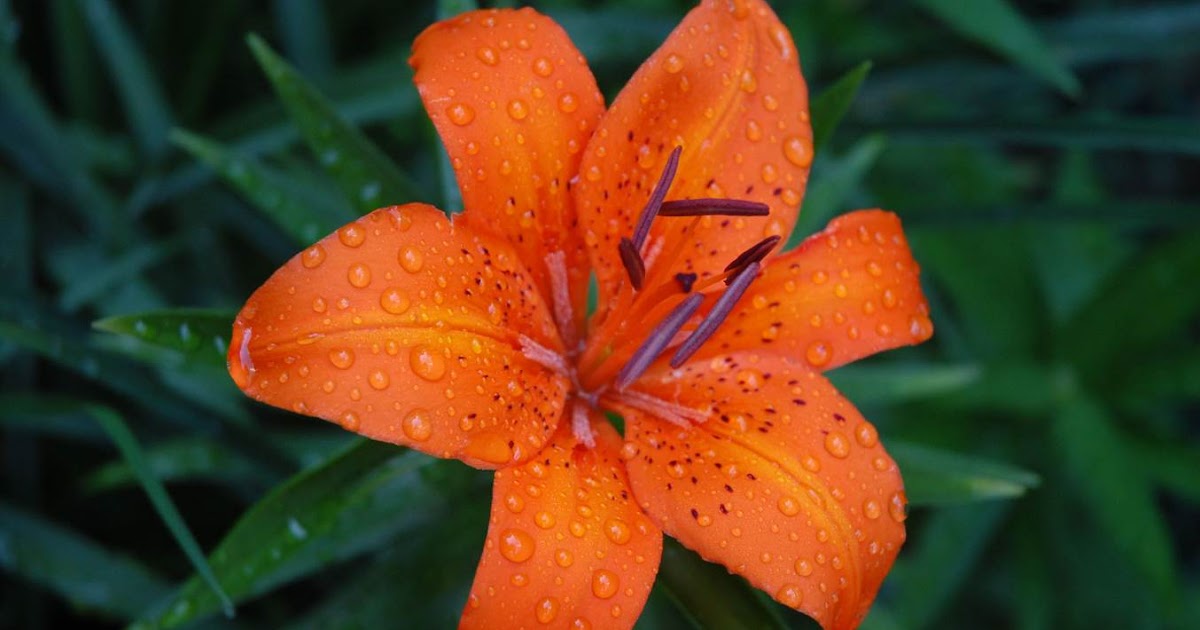 Tiger Lily Desktop Wallpaper | Free Hd Wallpaper
