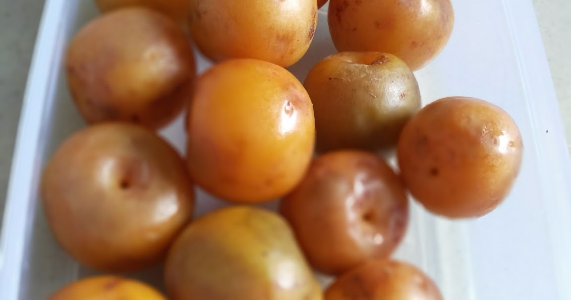 Penyuluh Kehutanan Sirup Asam Kandis Penyuluh Kehutanan Sirup Asam Kandis