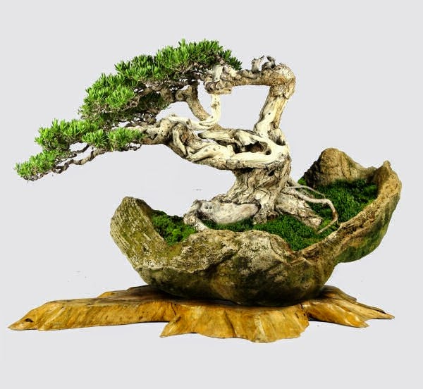 Magnificent bonsai types