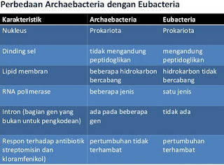 tabel perbedaan archaebacteria dan eubacteria,perbedaan archaebacteria dan eubacteria dalam bentuk tabel,perbedaan ciri antara archaebacteria dan eubacteria,perbedaan bakteri gram positif dan negatif,