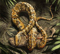 Amazing: Look At A Fossil Snake With Four Legs