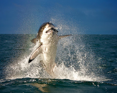 tiburón saltando mordiendo una presa