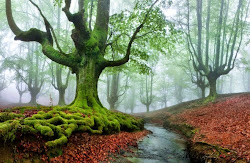 nature amazing most natural fine tree examples forest gorbea parque paisaje bosque del pretty el vizcaya wonderful photographs arbol landscape